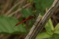 Dragonflies and Damselflies: Ruddy Darter - male (Sympetrum sanguineum